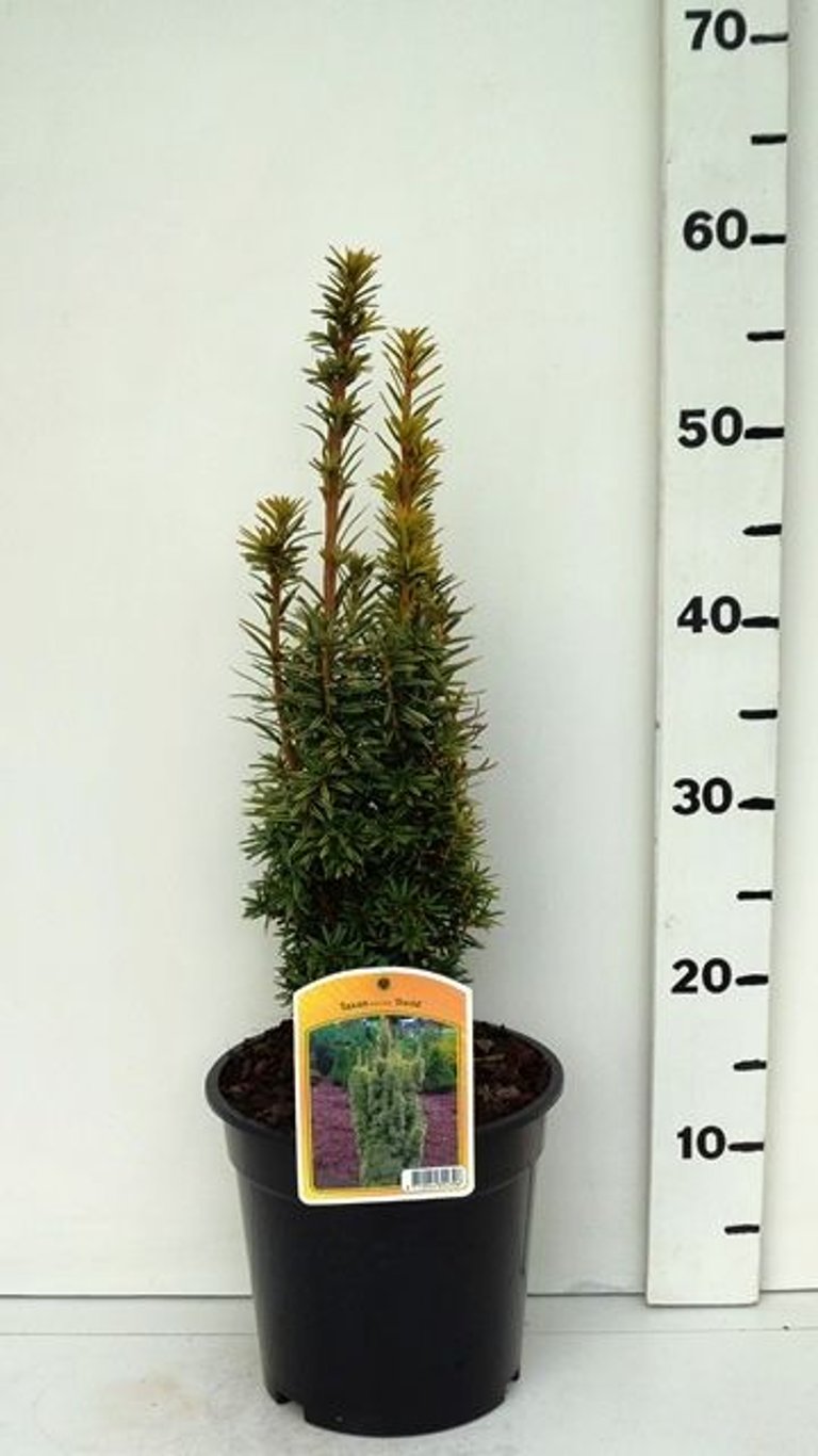 Taxus b. 'David' - C3 30-40 CM
